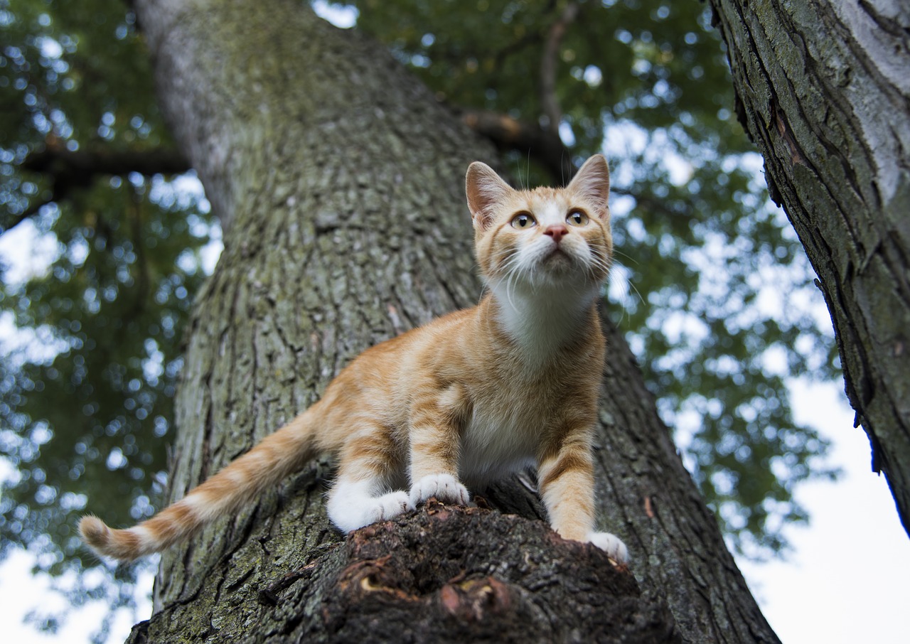 katze