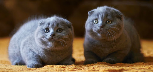 cats