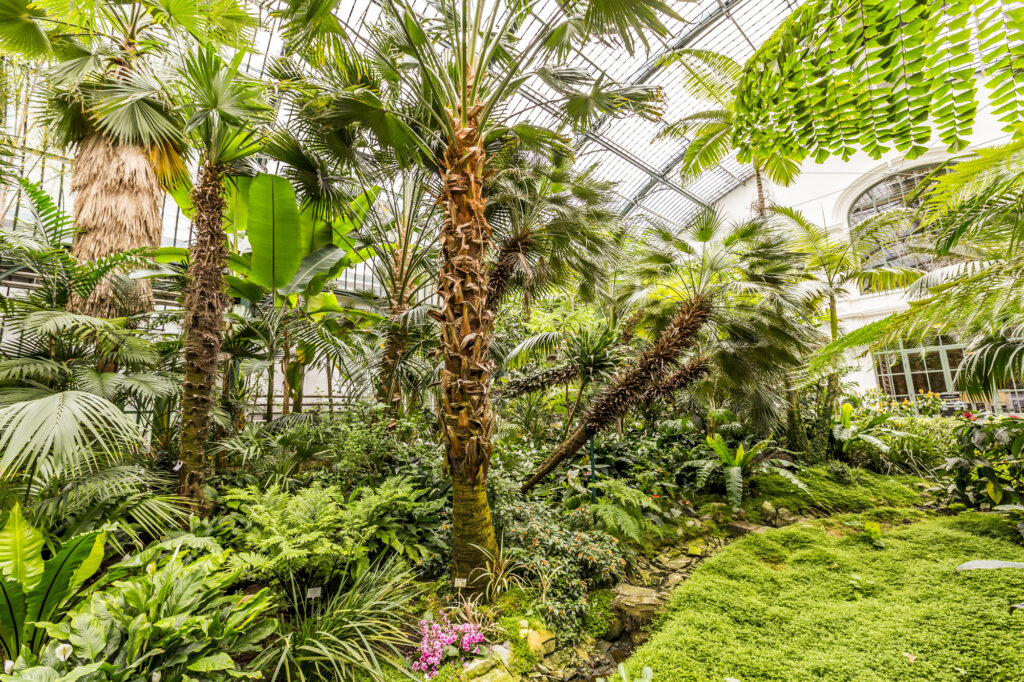 Palmengarten
