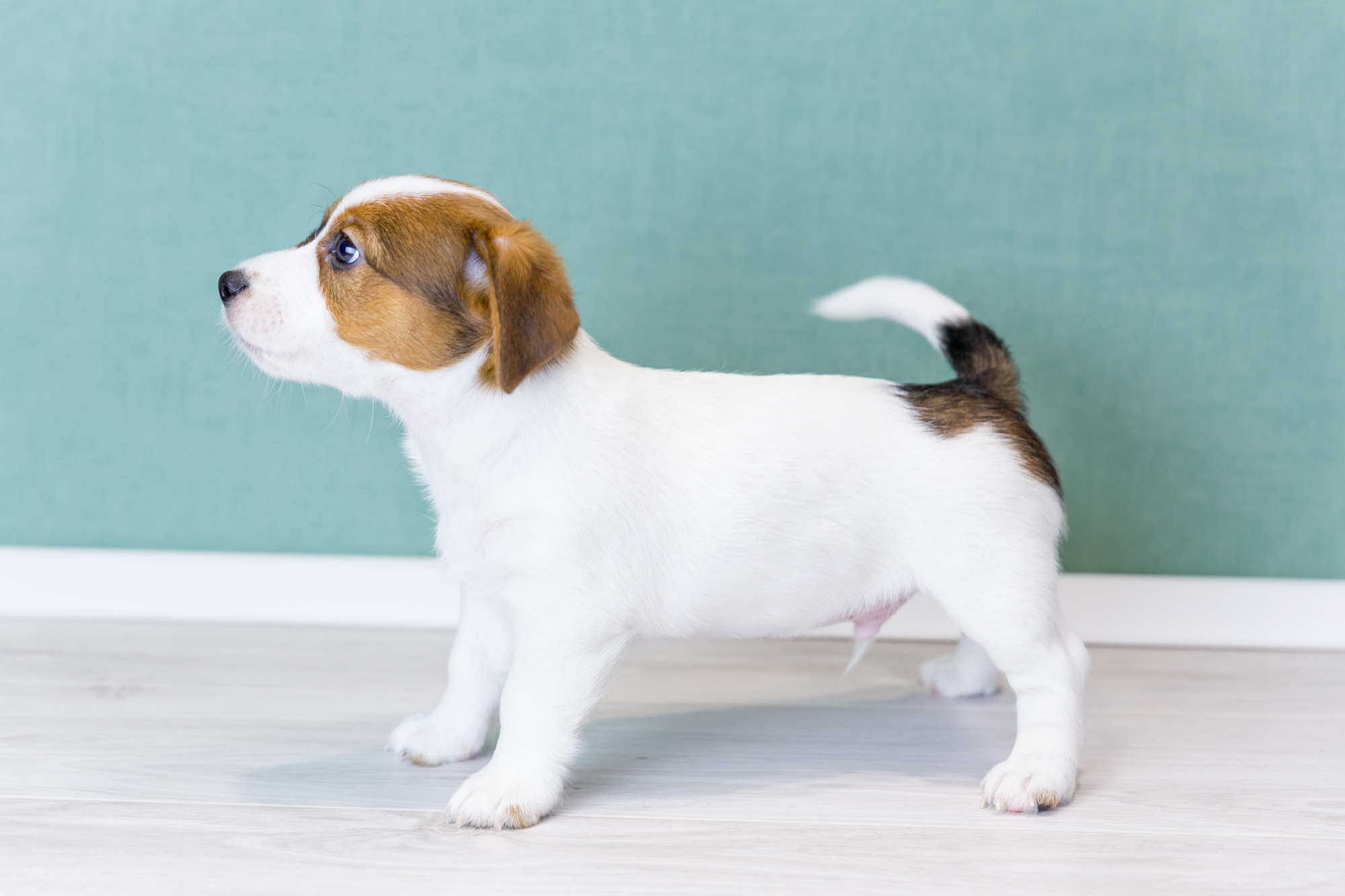 Terrier