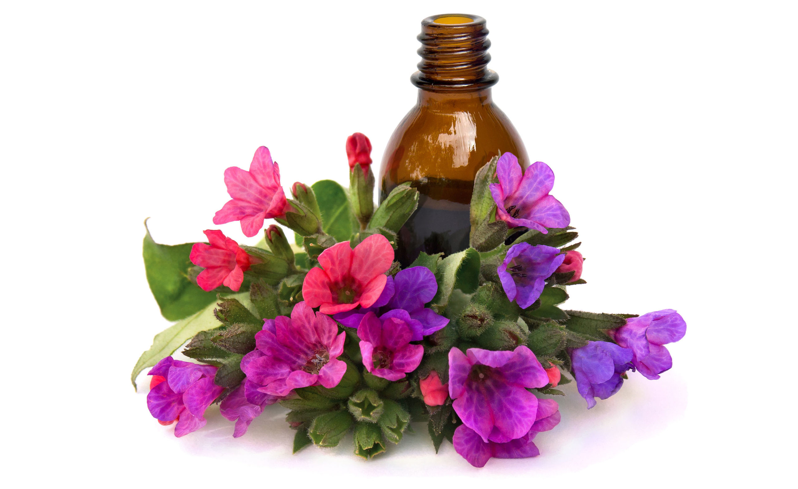 Lungwort-Flowers