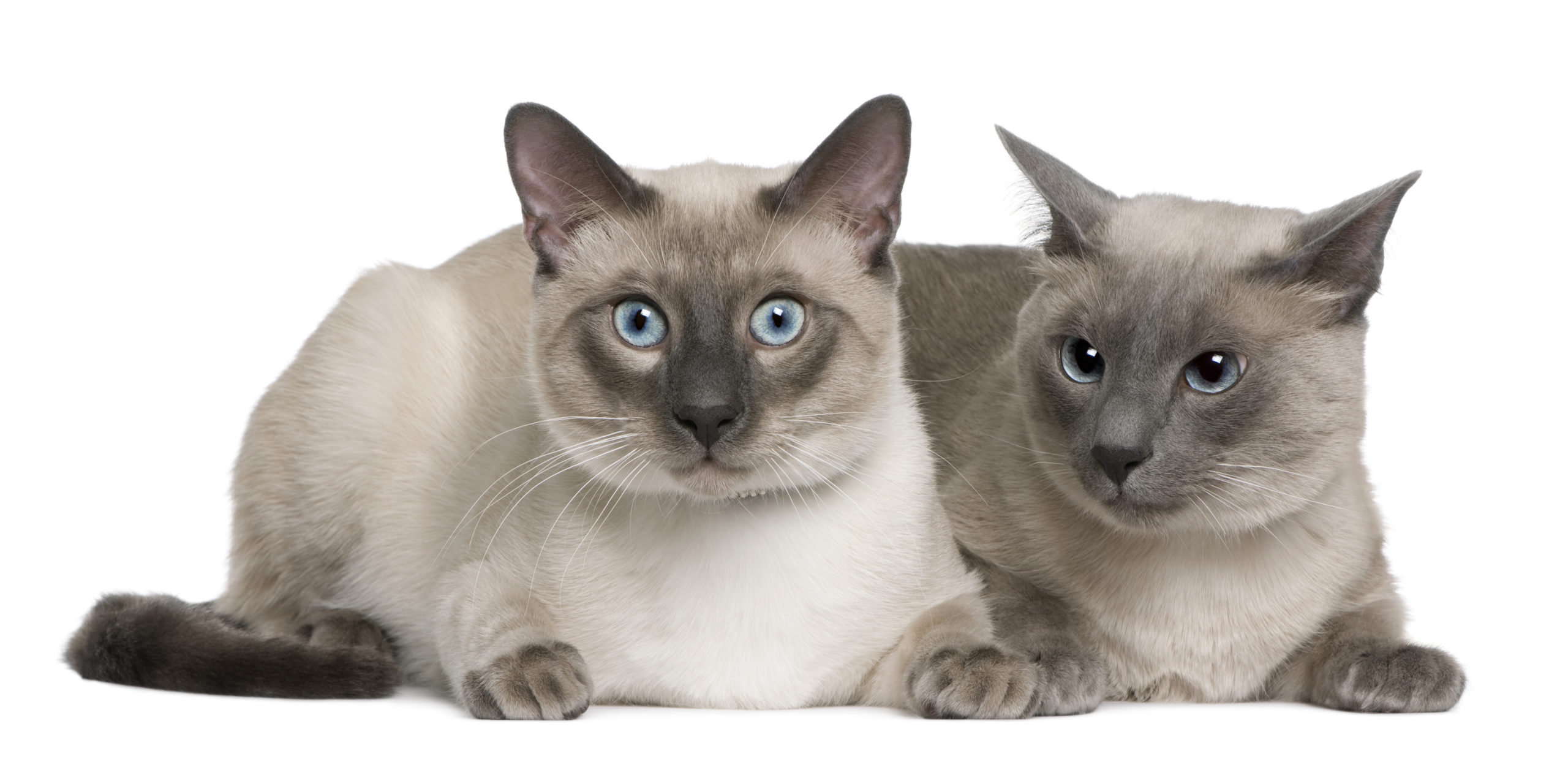 Siamese-Cat