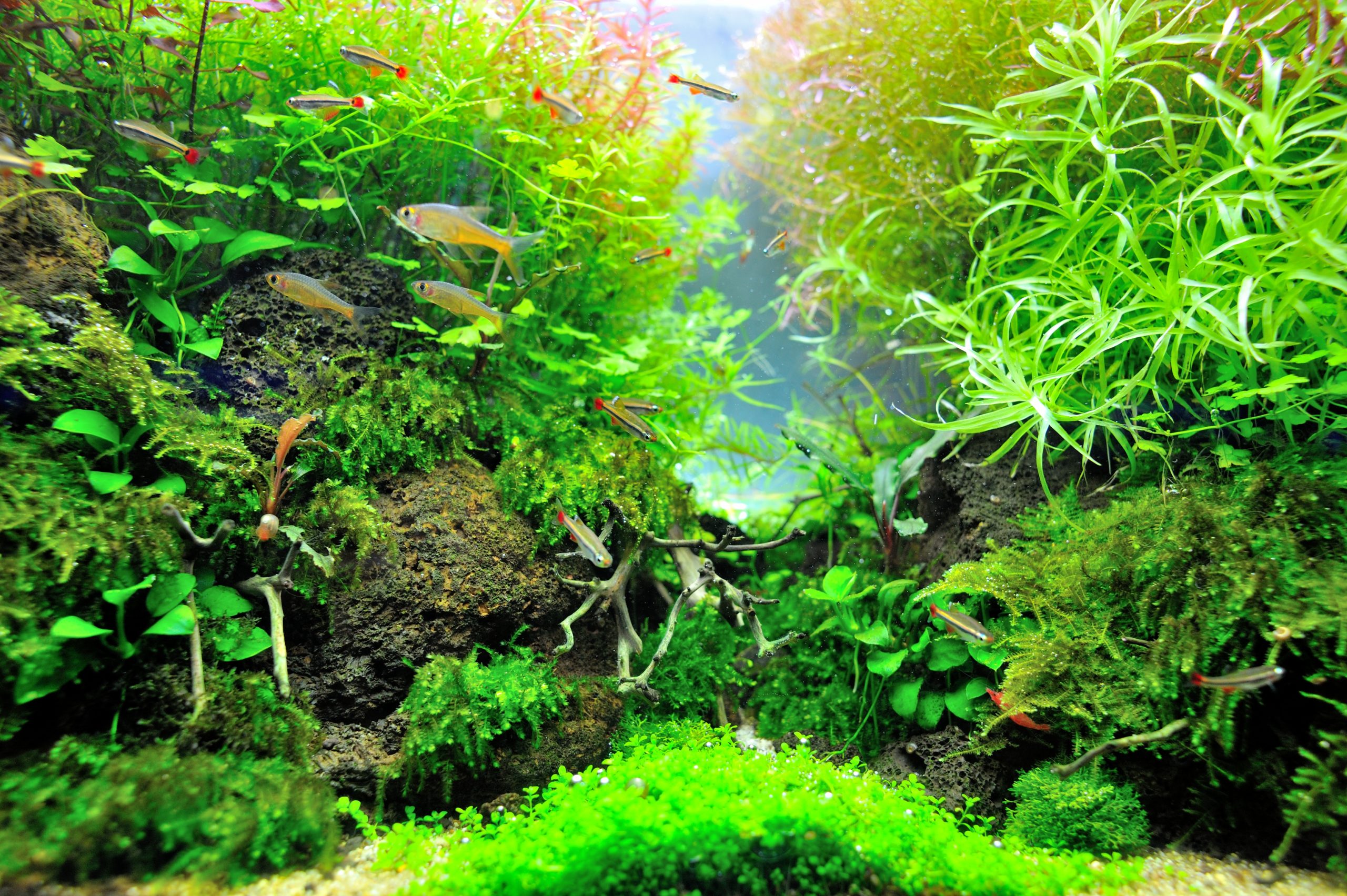 aquarium1