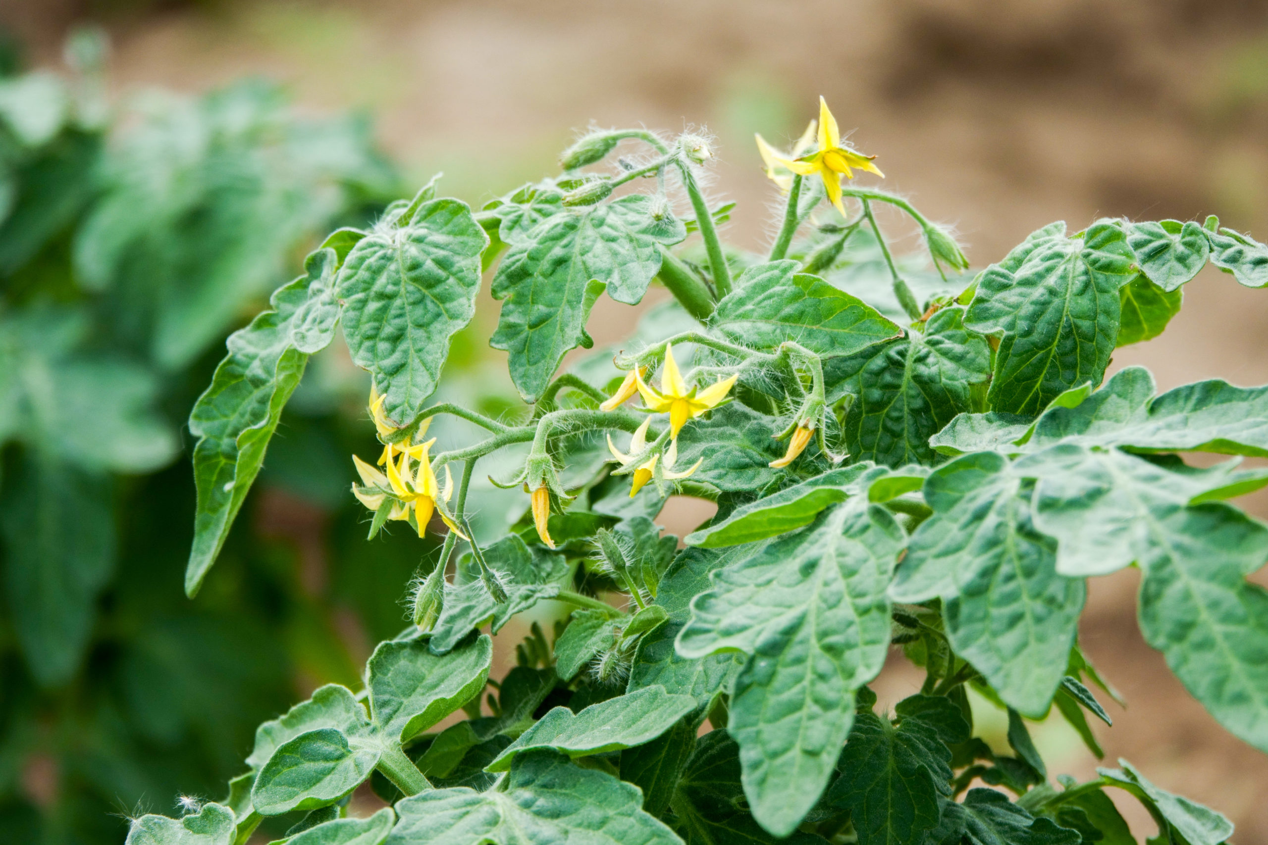 flowers-tomatoes