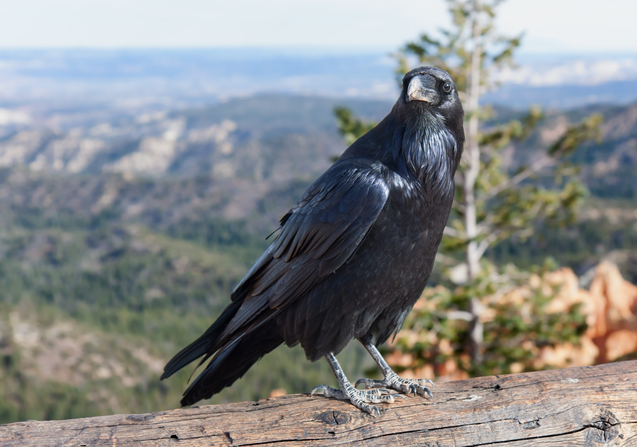 crows