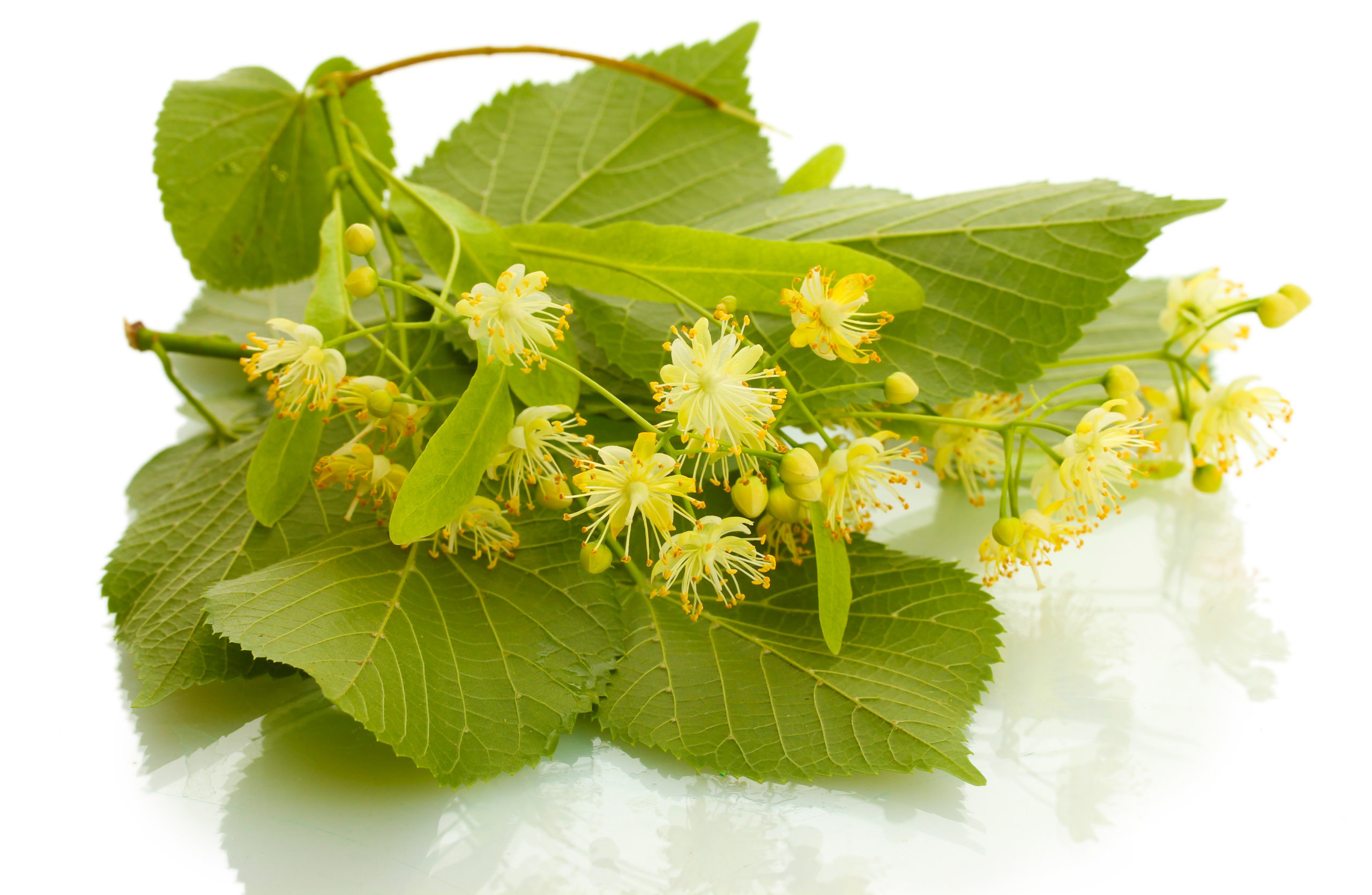 Linden-Flowers