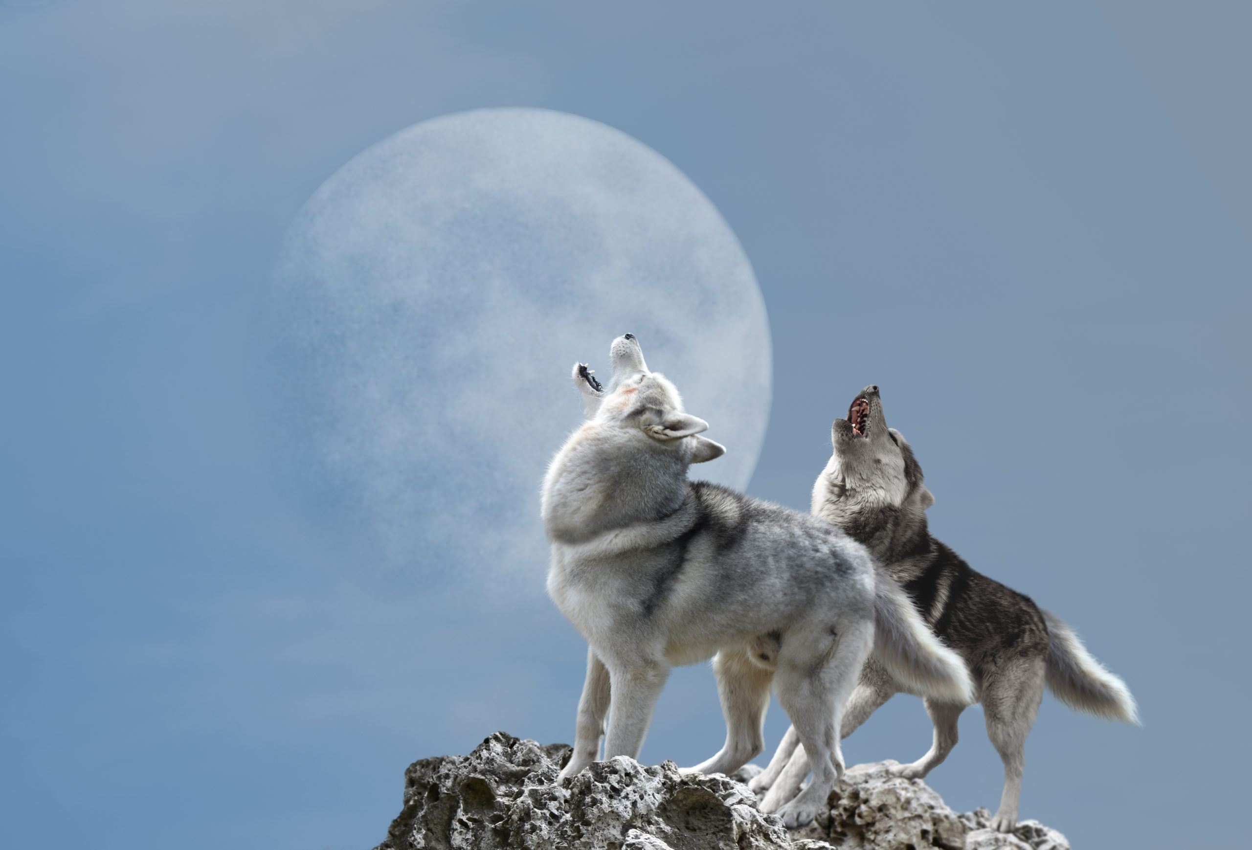 Volf