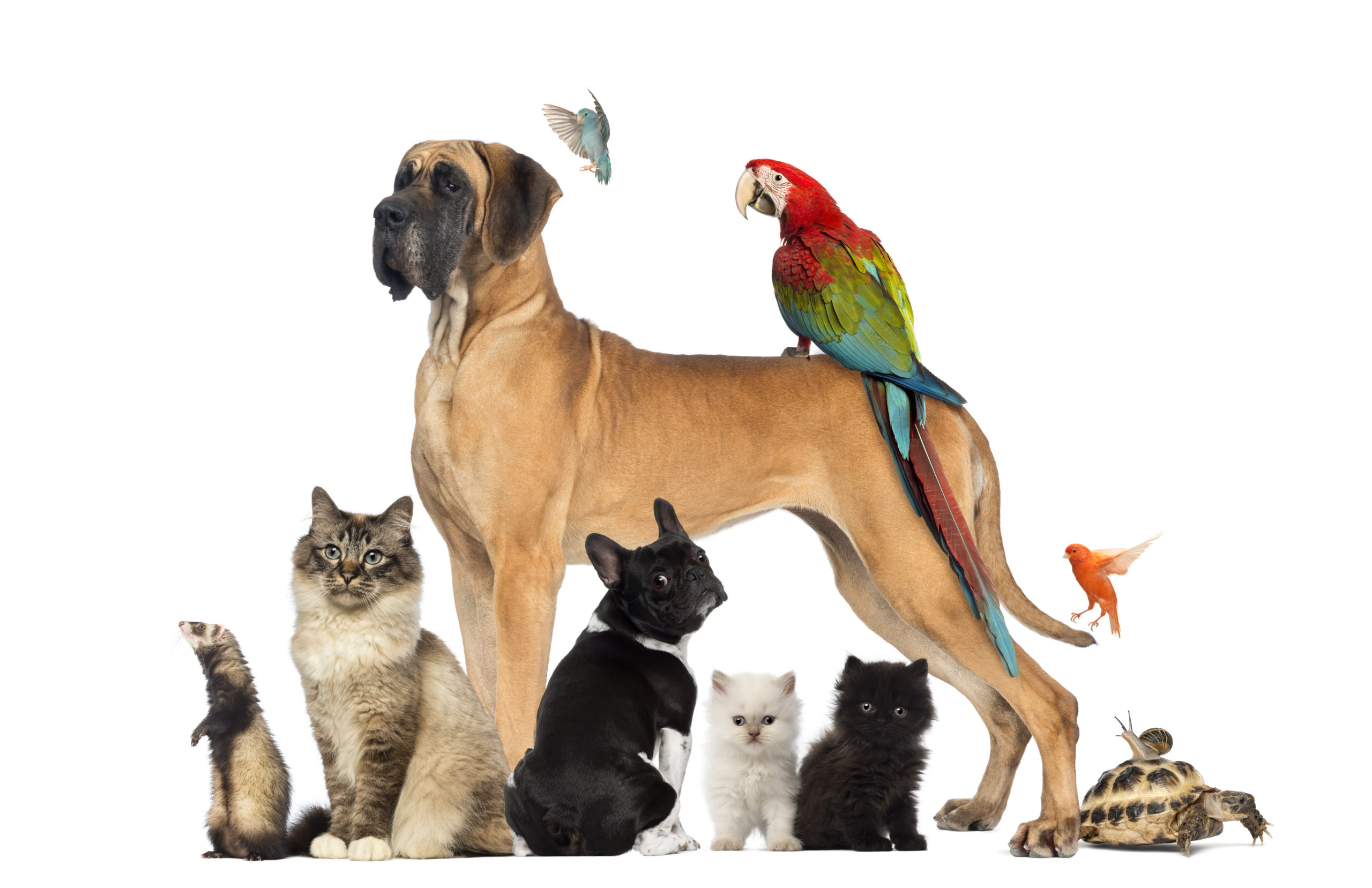 Group-of-pets