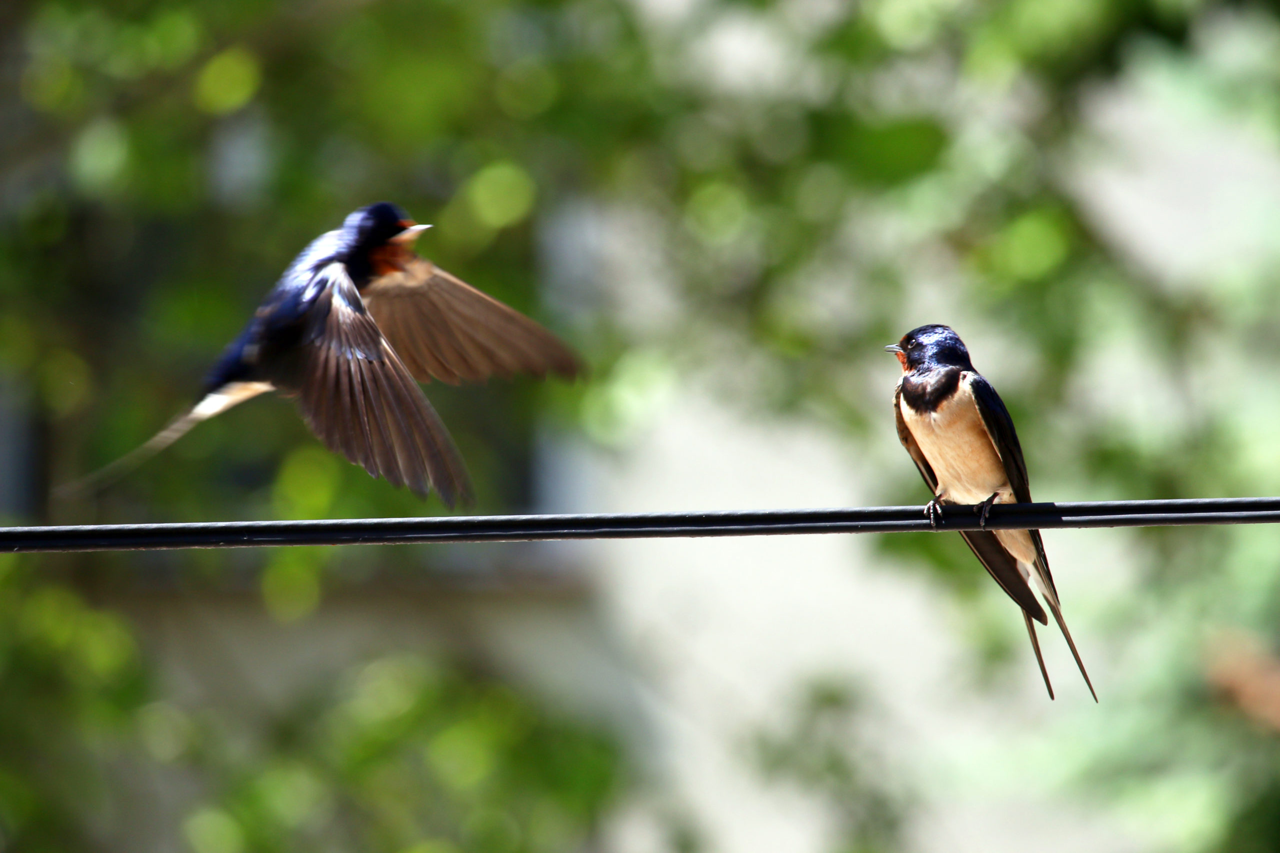 Swallow