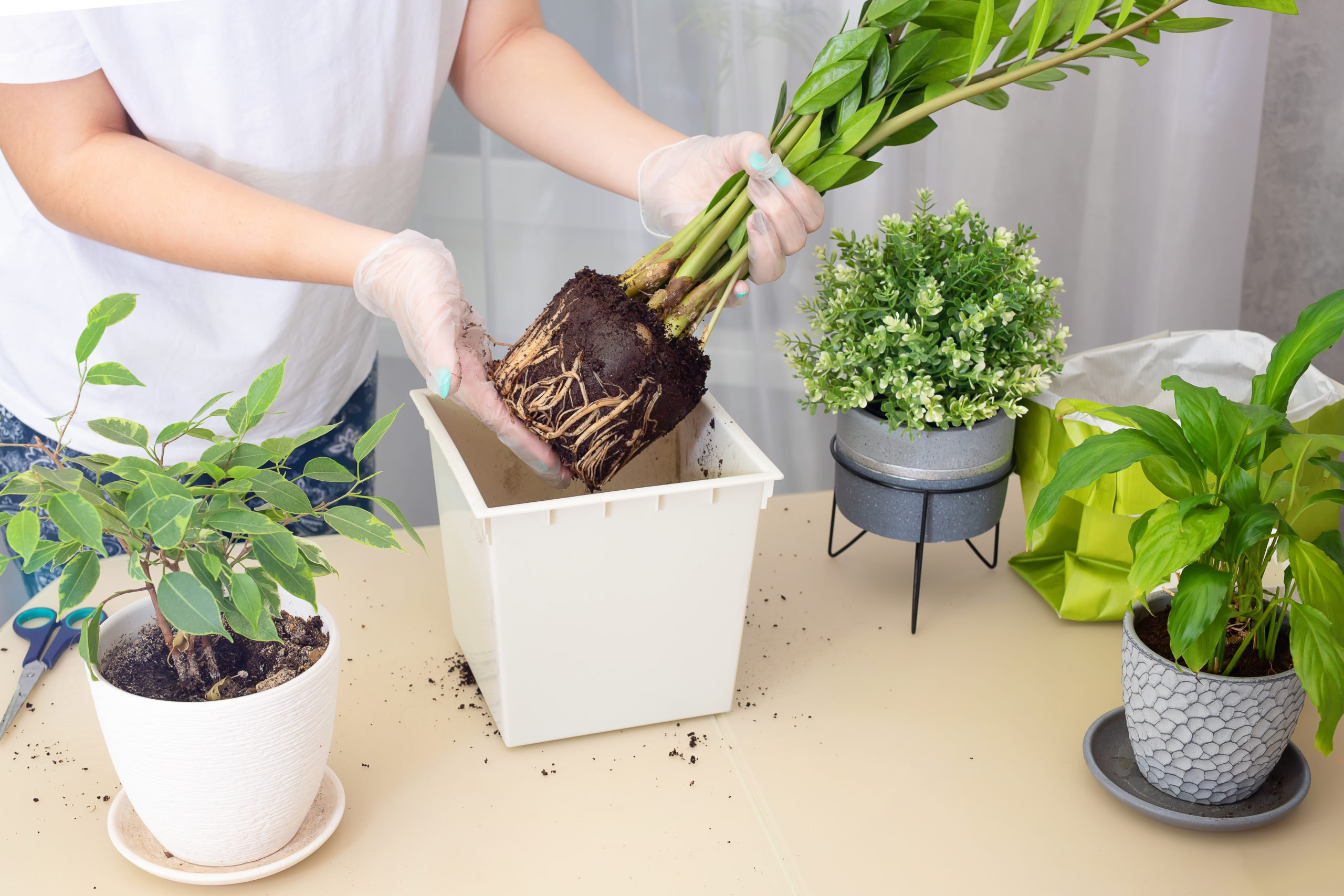 Transplanting-Plants