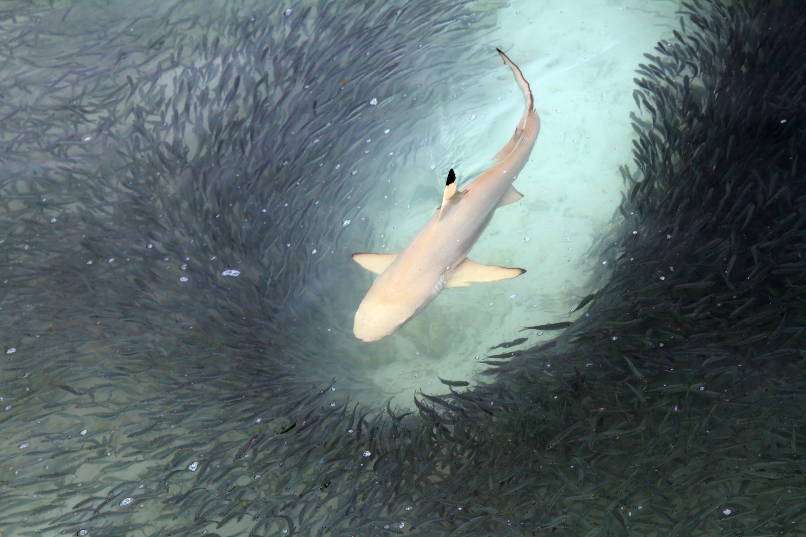 Reef-Shark
