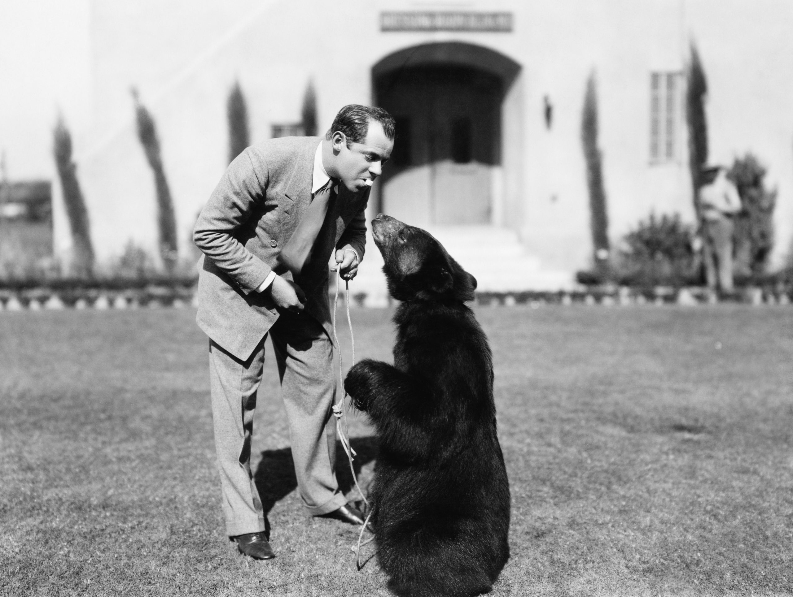 bear