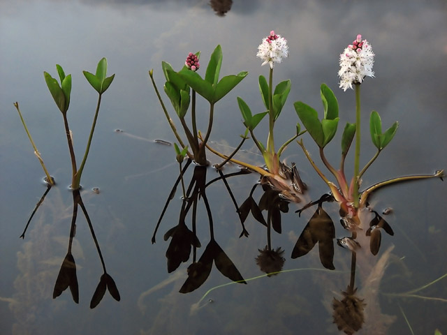 Menyanthes Trifoliata