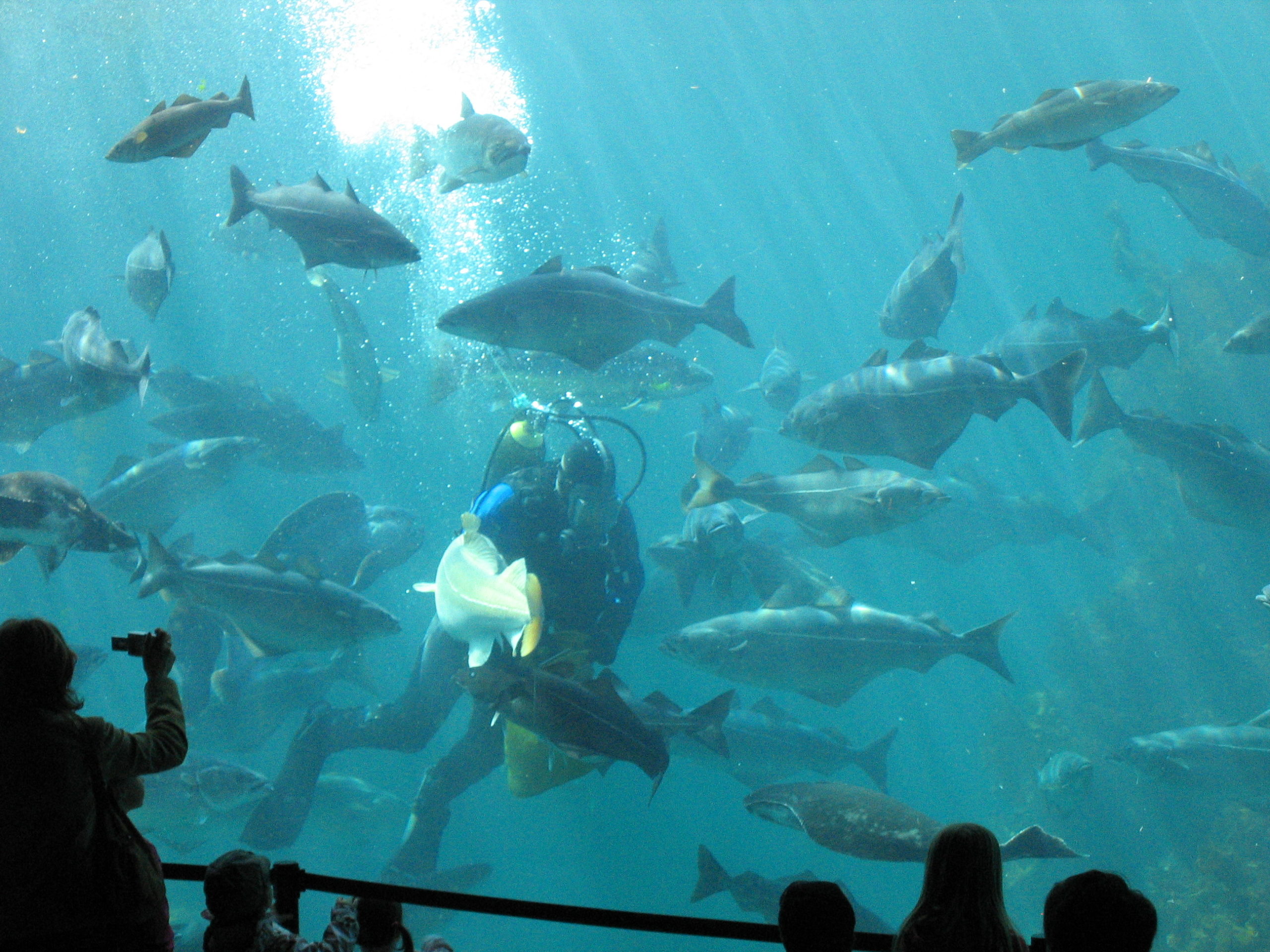 Aquariums