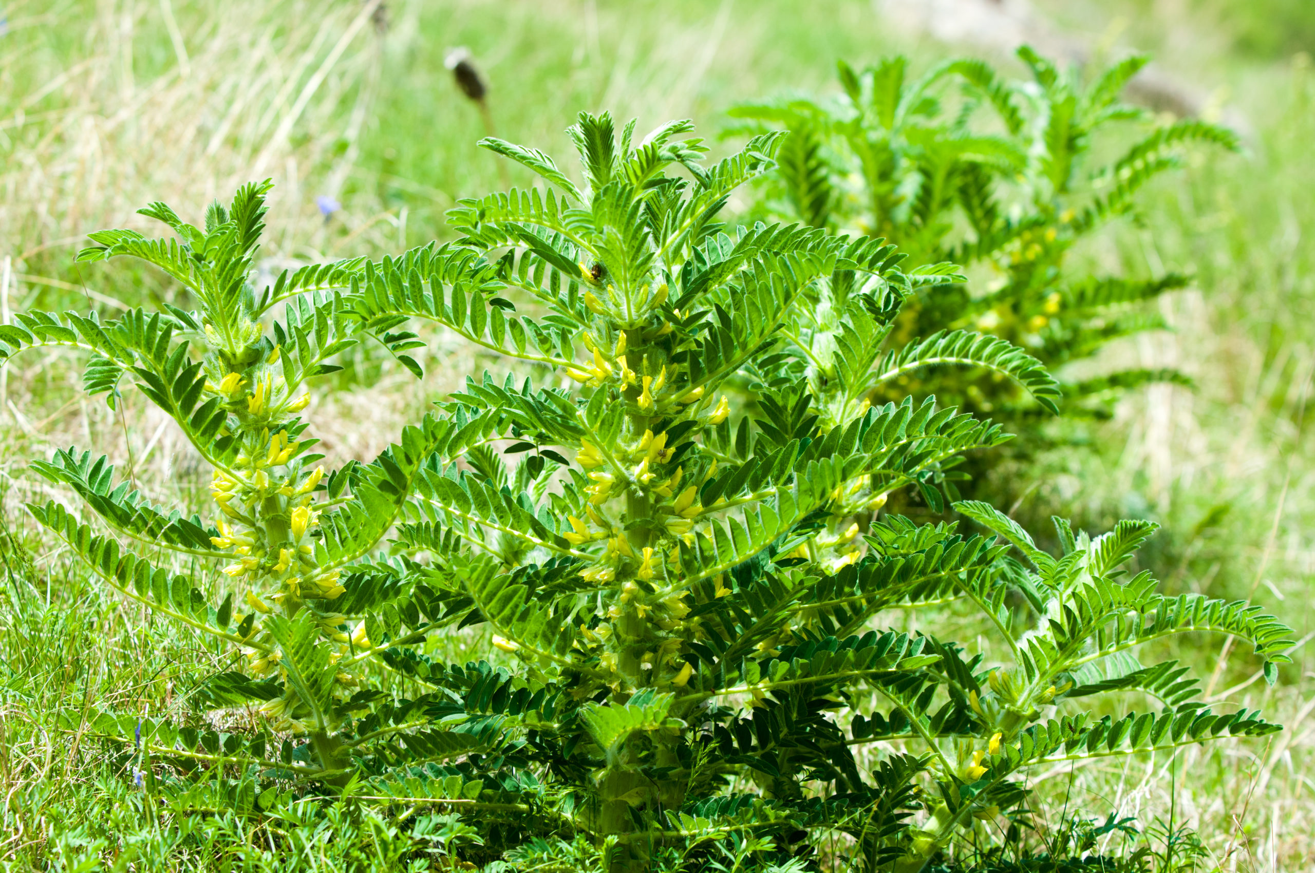 Astragalus