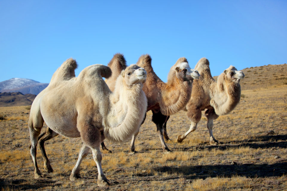 Camels Верблюд