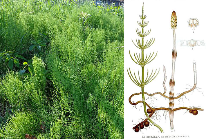 Equisetum Arvense