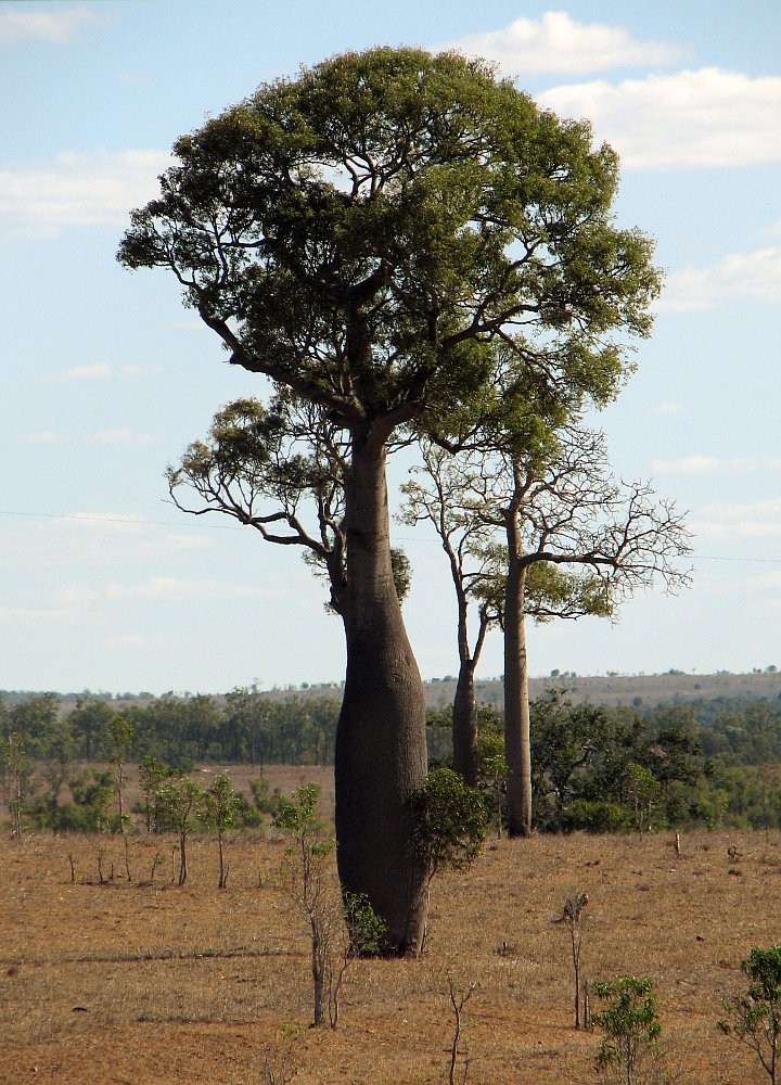 Bottle Tree