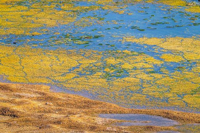 водоросли