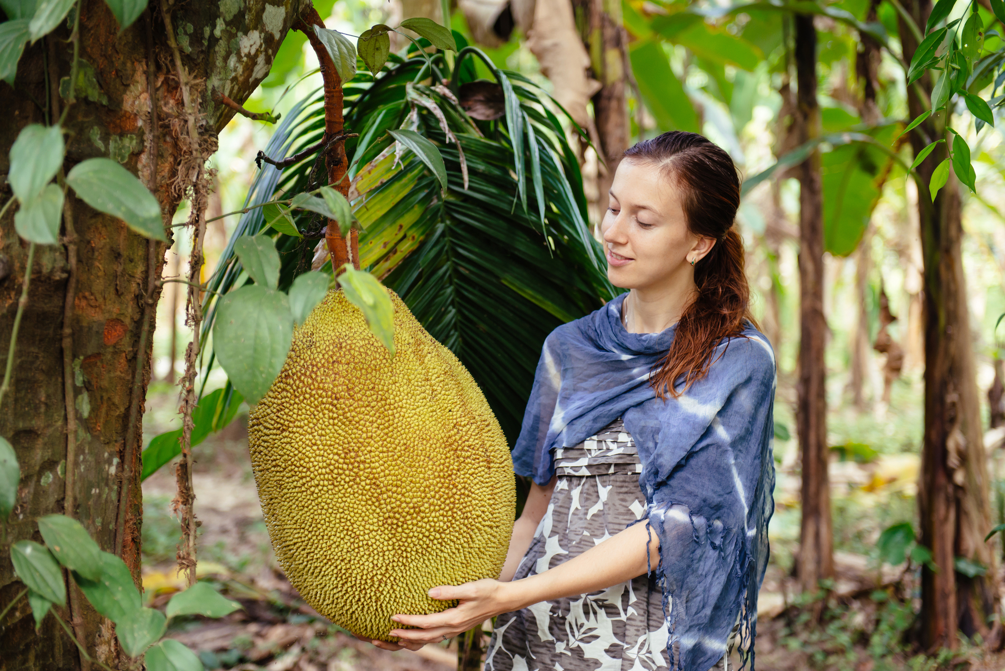 хлебное дерево jackfruit