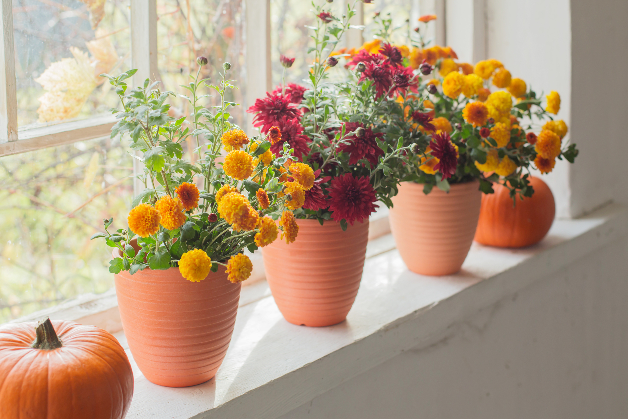 Chrysanthemums