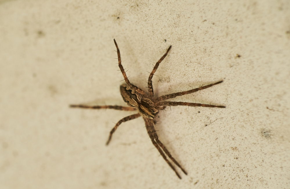 Ядовитый паук Носферату распространяется по Германии: что о нём известно? -  Общество - Новости | TVRUS & TVRUS plus