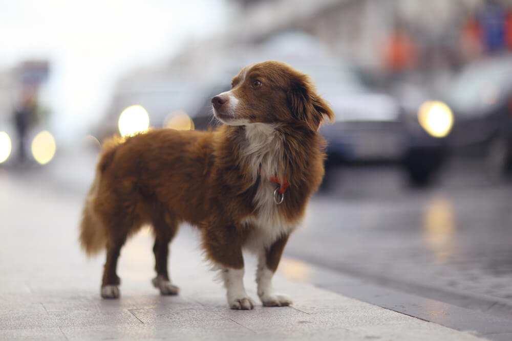 Hund