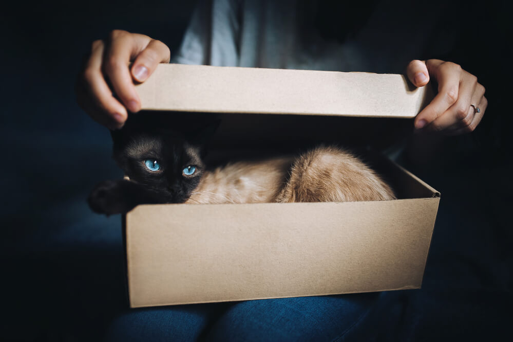 кошка