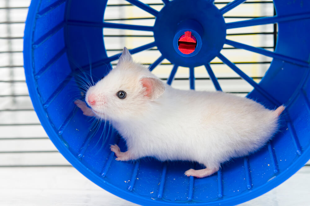 Hamster Running