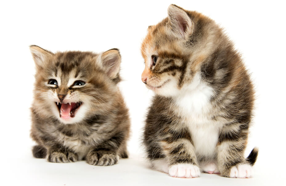 кошка котёнок