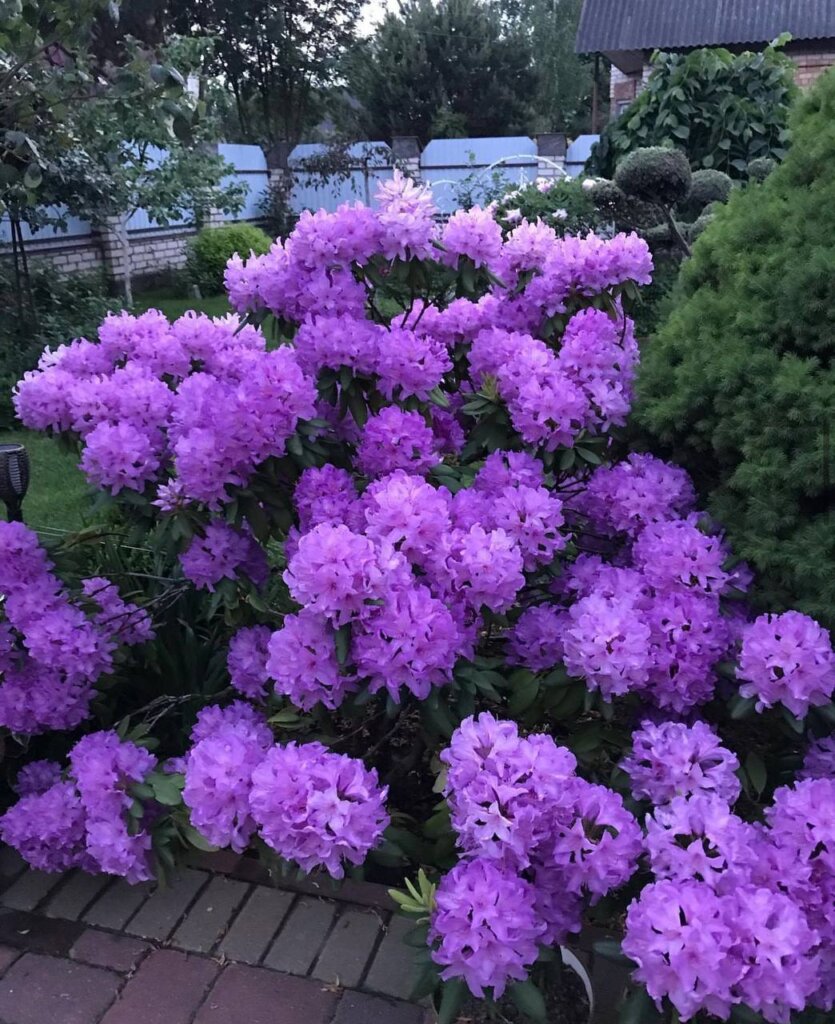 Рододендроны