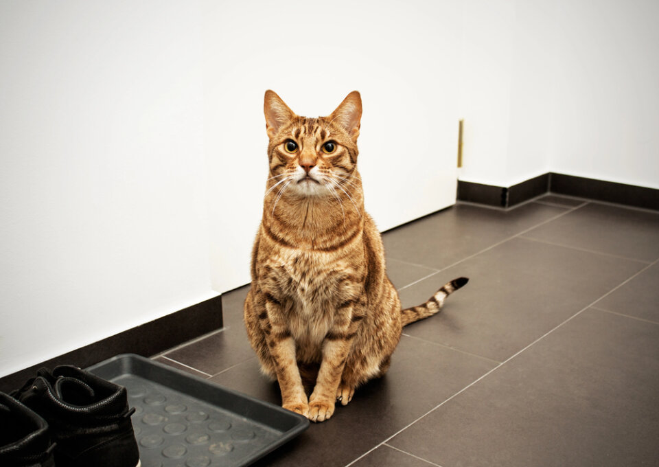 кот
