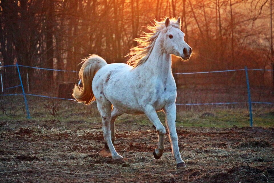 Лошадь