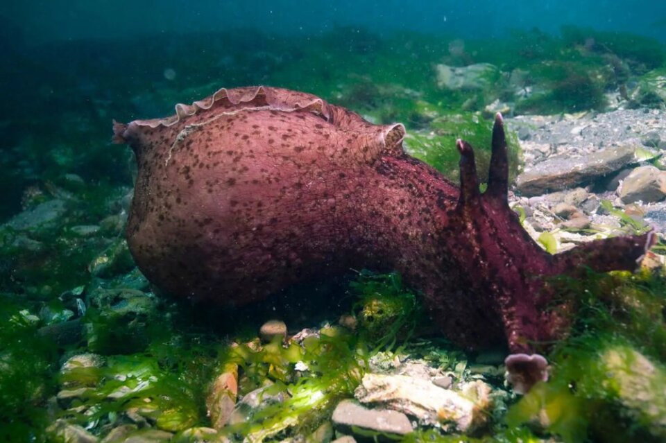морской заяц
